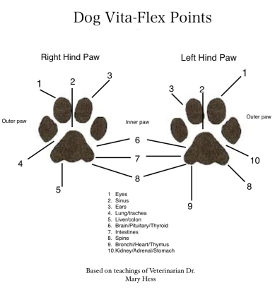 Vita Flex for dogs to help calming and other options